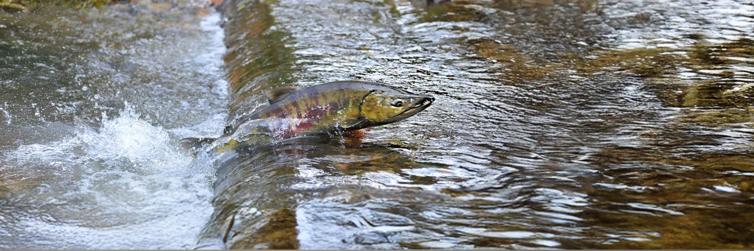A salmon swimming up river, jumping up a rise in the riverbed.