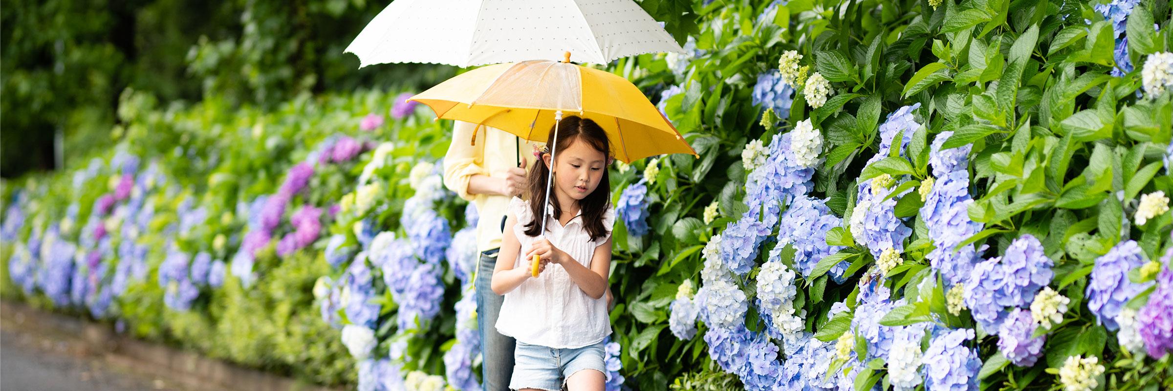 Little girl with a yellow umbrella walking with her mom in front of a wall of hydrangea.