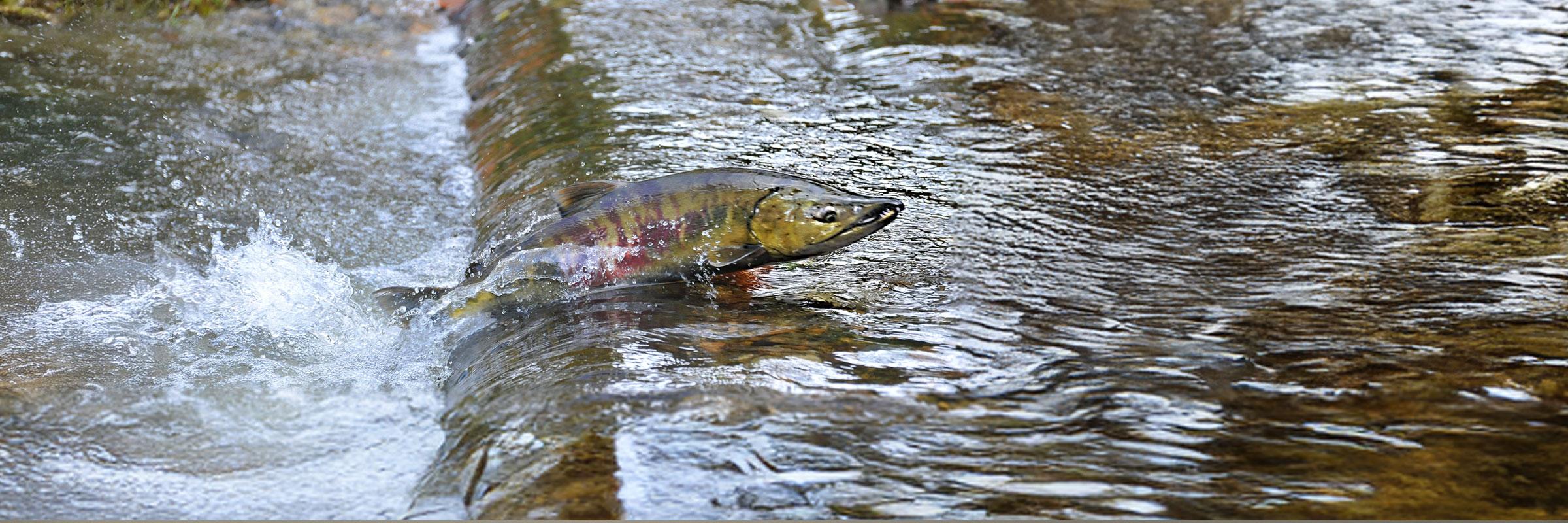 A salmon swimming up river, jumping up a rise in the riverbed.