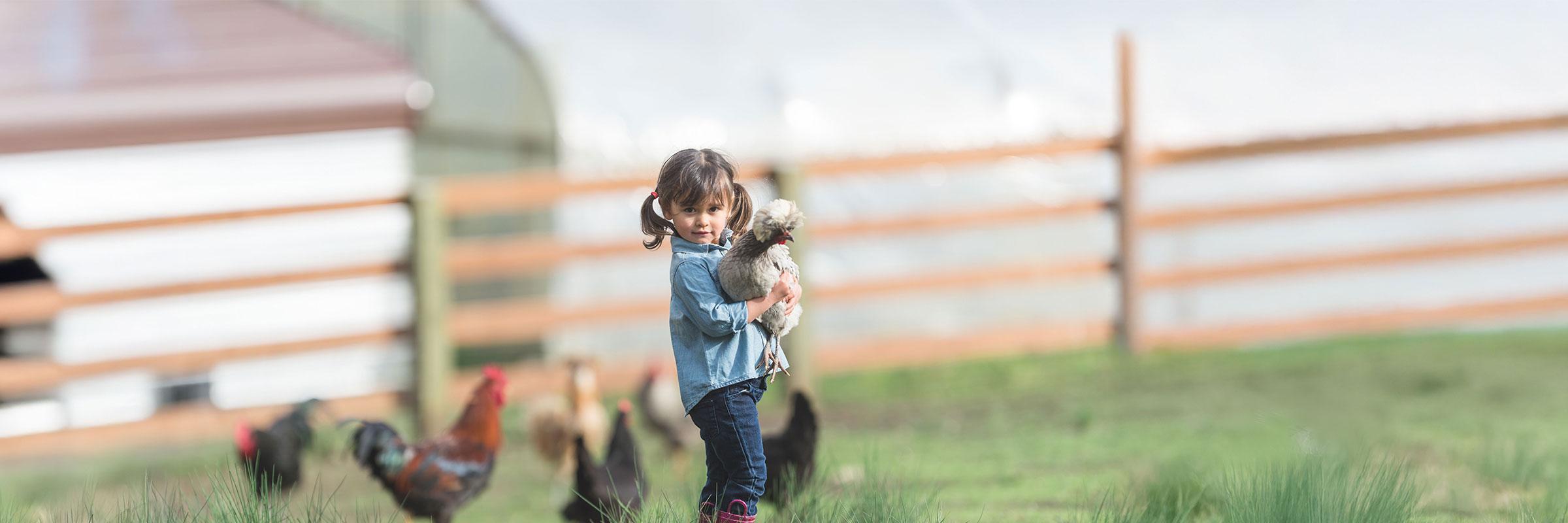 Cute little girl on a farm holding a fluffy chicken.